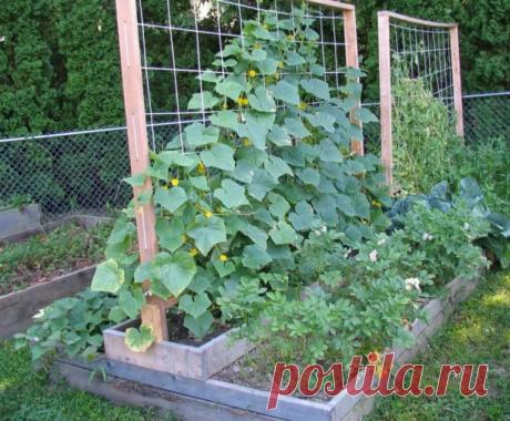 способы посадки огурцов в открытом грунте фото — Яндекс: нашлось 7 тыс. результатов