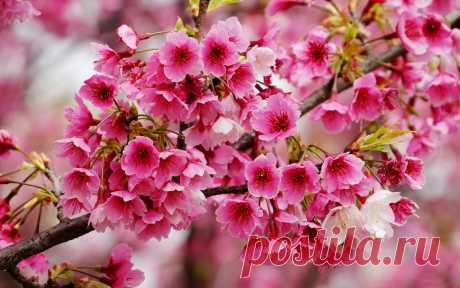 "99px ru wallpaper 76484 cvetushaja vesnoj vetka sakuri" — card from user olhazhur in Yandex.Collections