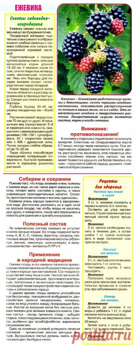 Ежевика