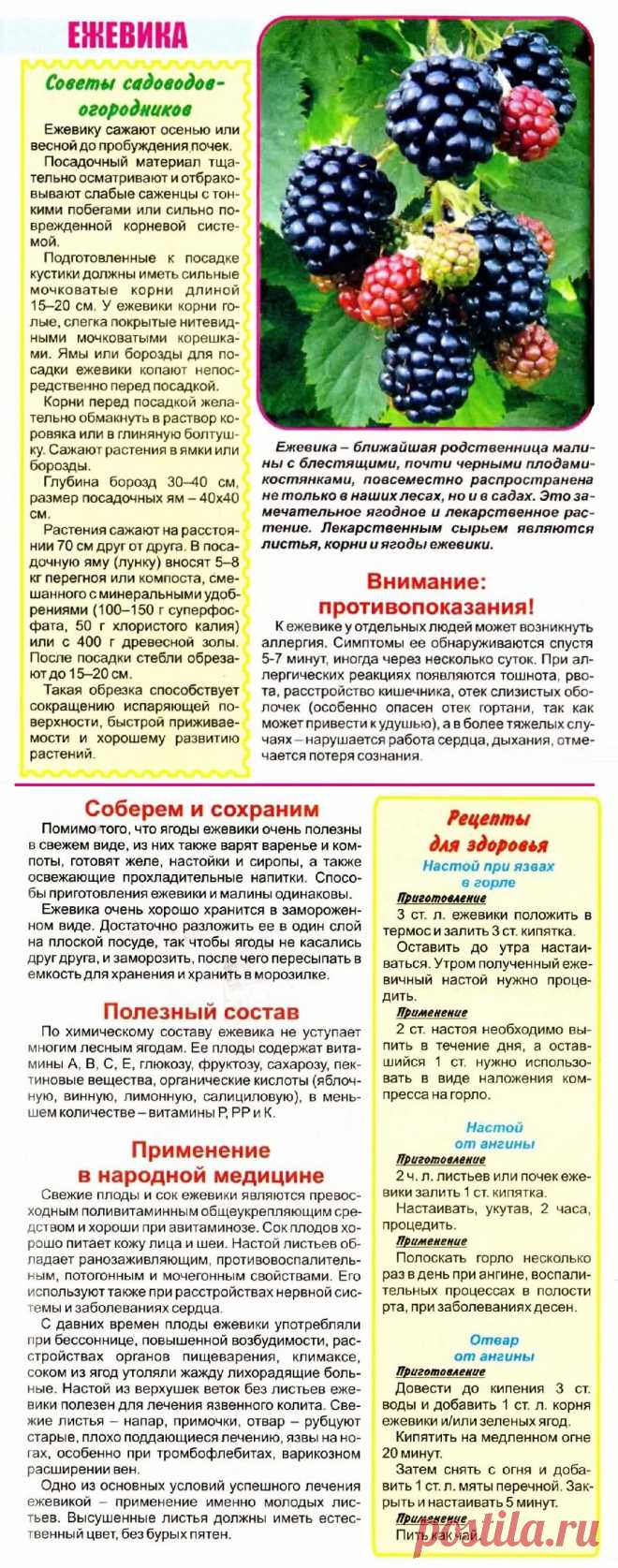 Ежевика