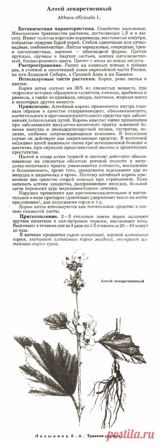 Алтей лекарственный