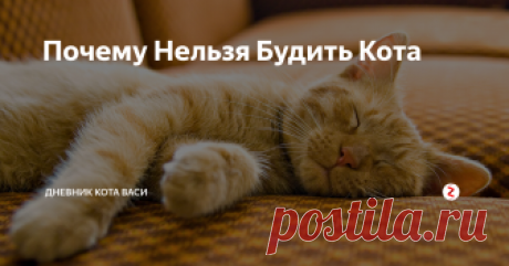 Почему Нельзя Будить Кота 10 января.
Ушел поспать под диван, в тишину. Пришла Эта, долго звала, искала, ходила по квартире, разбудила и типа спасла...
И после этого они еще удивляются, почему это я им поспать ночью не даю?
Почему нельзя будить Кота?