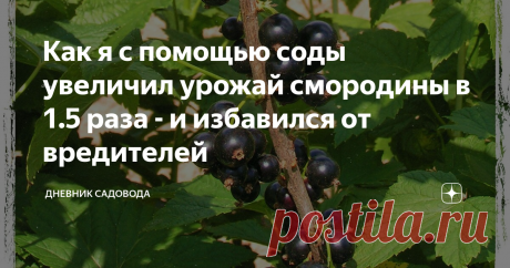 Как я с помощью соды увеличил урожай смородины в 1.5 раза - и избавился от вредителей Как мы можем получить большой урожай с любого растения? Конечно же, путем создания для него благоприятных условий-уничтожение от грибков и насекомых. Я задался целью получить максимальный урожай смородины.
Рецепты я решил подобрать бюджетные и без использования всяких химикатов. И на выручку мне пришла обыкновенная кухонная сода. Каждый дачник знает, что сода-это незаменимый помощник в борьбе с