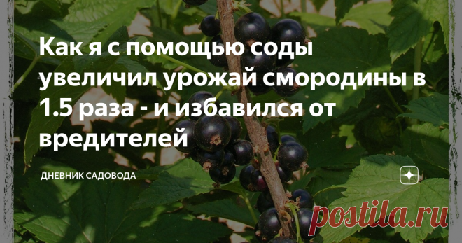 Как я с помощью соды увеличил урожай смородины в 1.5 раза - и избавился от вредителей Как мы можем получить большой урожай с любого растения? Конечно же, путем создания для него благоприятных условий-уничтожение от грибков и насекомых. Я задался целью получить максимальный урожай смородины.
Рецепты я решил подобрать бюджетные и без использования всяких химикатов. И на выручку мне пришла обыкновенная кухонная сода. Каждый дачник знает, что сода-это незаменимый помощник в борьбе с