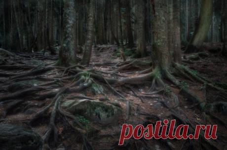 «Там чудеса, там леший бродит» Северная Осетия, Россия. Автор фото – Алексей Сергованцев: nat-geo.ru/community/user/191538