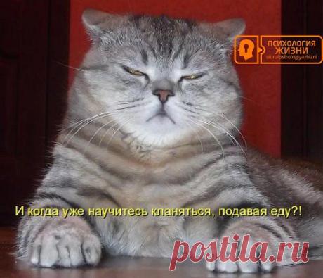 Это у собак есть хозяин, а у кошек — обслуживающий персонал!!!))