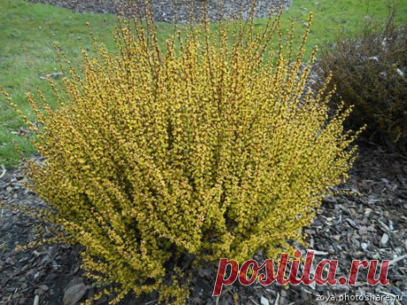 Барбарис — декоративный кустарник и вкусная приправа — 6 соток