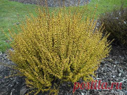 Барбарис — декоративный кустарник и вкусная приправа — 6 соток