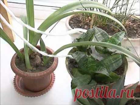 КПД  Автополив цветов - YouTube