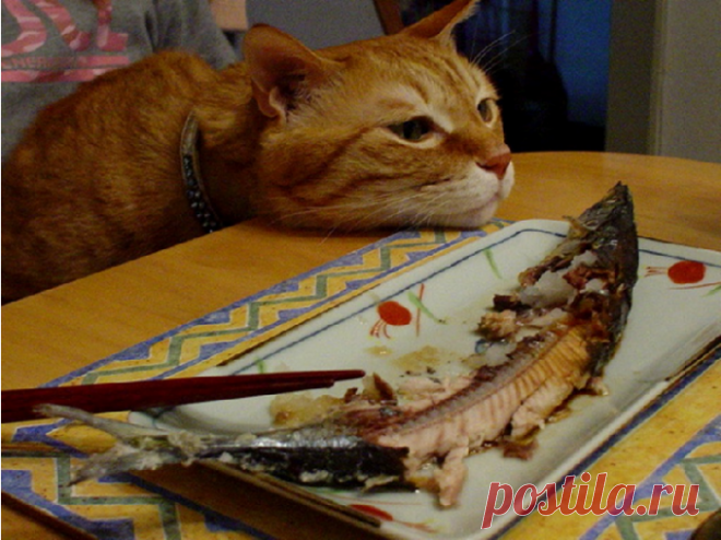 Угостите хорошего котика