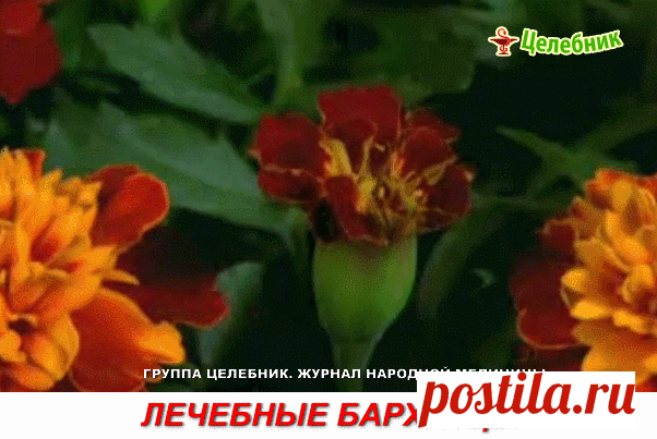 (37) Одноклассники   ЛЕЧЕБНЫЕ БАРХАТЦЫ