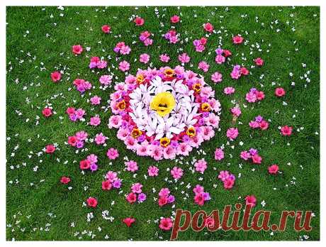 Clematita - Google Search