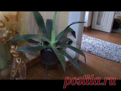 Агава. Что лучше перелив или недолив?!