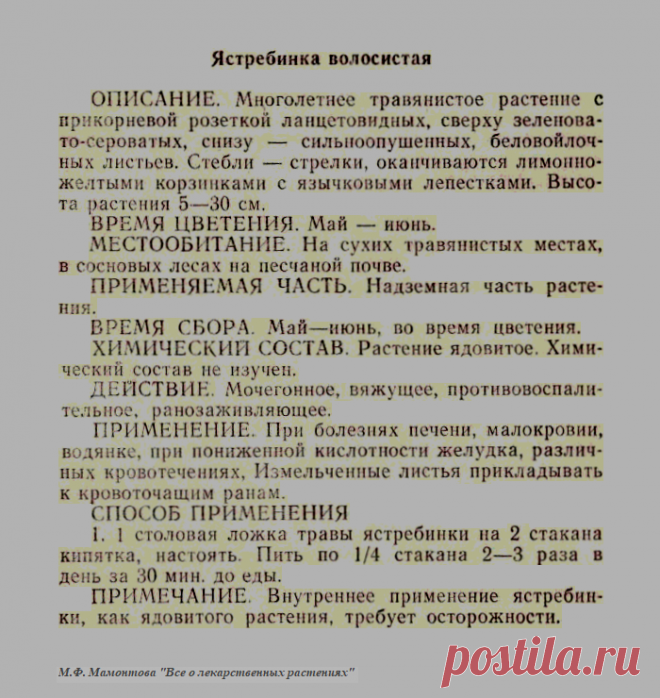 Ястребинка волосистая