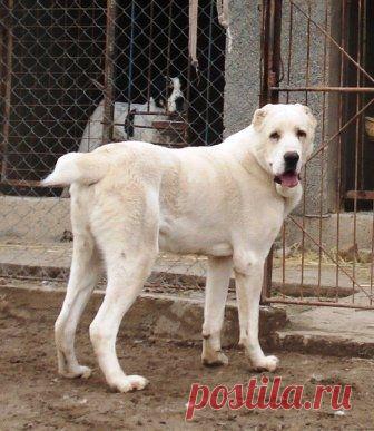 БУДКА.уз • Просмотр темы - Щенки САО, питомник *Гаплан Паша* ( КФУ - FCI )