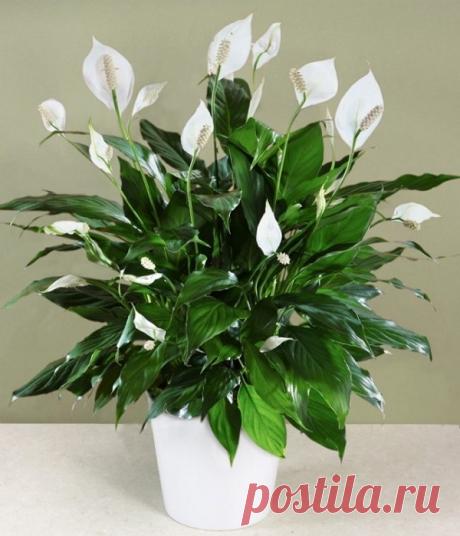 10 САМЫХ ТЕНЕВЫНОСЛИВЫХ РАСТЕНИЙ