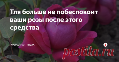Тля больше не побеспокоит ваши розы после этого средства Хотите, чтобы тля обходила ваши розы десятой дорогой? Тогда вам стоит знать об этом средстве. Оно очень бюджетное, а по эффективности круче химической отравы.
В вечернее время или в пасмурный день будем производить обработку от тли. Для этого возьмем обычный нашатырный спирт и разведем 2 ст. л в 10 л воды.
По влажной земле сверху проливаем наши розы, смачивая все листья очень тщательно. Одной тако