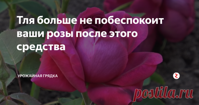 Тля больше не побеспокоит ваши розы после этого средства Хотите, чтобы тля обходила ваши розы десятой дорогой? Тогда вам стоит знать об этом средстве. Оно очень бюджетное, а по эффективности круче химической отравы.
В вечернее время или в пасмурный день будем производить обработку от тли. Для этого возьмем обычный нашатырный спирт и разведем 2 ст. л в 10 л воды.
По влажной земле сверху проливаем наши розы, смачивая все листья очень тщательно. Одной тако