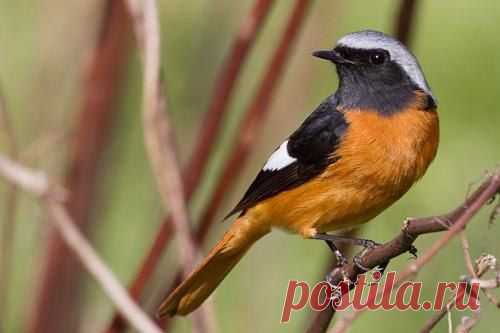 Певчие Птицы