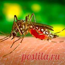 Средства борьбы с комарами