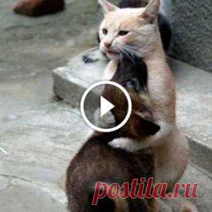 Этому шимпанзе показали фокус с планшетом. Его реакция бесподобна! - МирТесен
