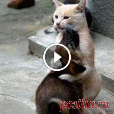 Этому шимпанзе показали фокус с планшетом. Его реакция бесподобна! - МирТесен