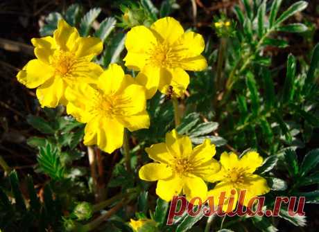 Лекарственное растение Лапчатка гусиная (Potentilla anserina). Многолетнее низкое растение с тонкими ползучими, часто красного опенка стеблями, которые в узлах укореняются и могут достигать длины 80 см. Прикорневые листья длиной до 20 см, многораздельно-перистые; листочки глубокопильчатые, сверху зеленые, снизу с белым шелковистым опушением.