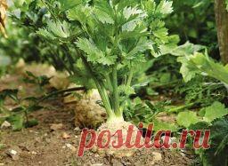 Любисток - полезные свойства и выращивание - Садоводка