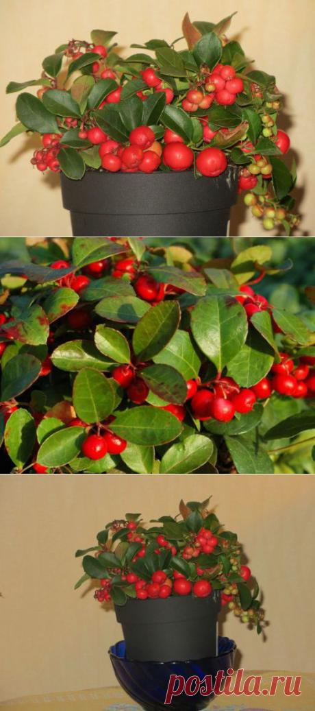 Гаультерия лежачая - интересное растение для украшения балкона или сада | РОЗЫ