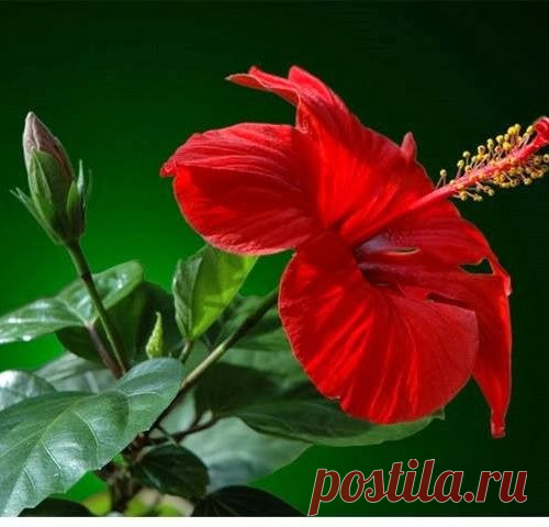 Гибискус или Китайская роза : Опасный цветочек? Приметы твердят, что да, но решать тут только вам