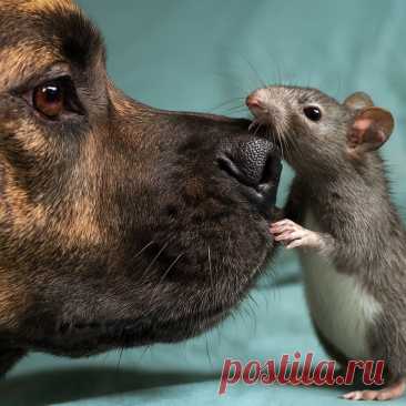 Королева Марго - OGADANIE.RU