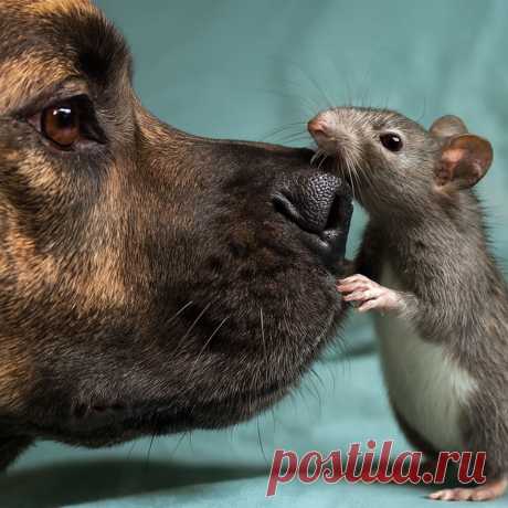 Королева Марго - OGADANIE.RU