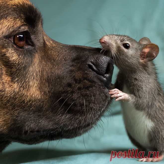 Королева Марго - OGADANIE.RU