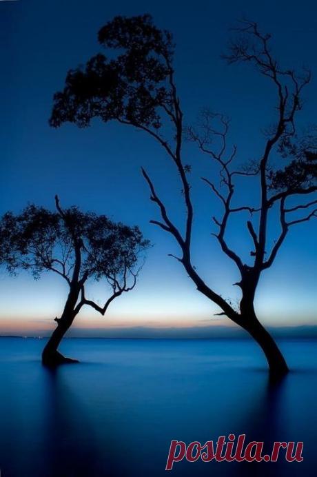 Misaki S  Tree &amp; Path