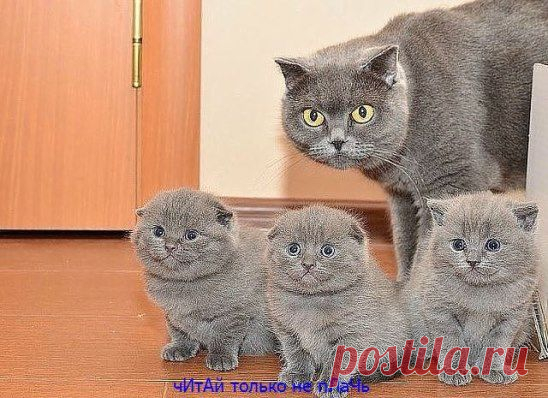 — Ну и где зарплата?  — Украли...  — У какой еще................ крали?!!!!!