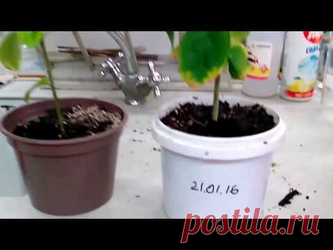 лимон из косточки, прошёл 1 год