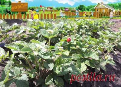 Выращивание земляники садовой из семян на примере сорта Александрия - земляника садовая - форум цветущая дача сад огород и цветы