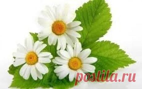 Ромашка для лица