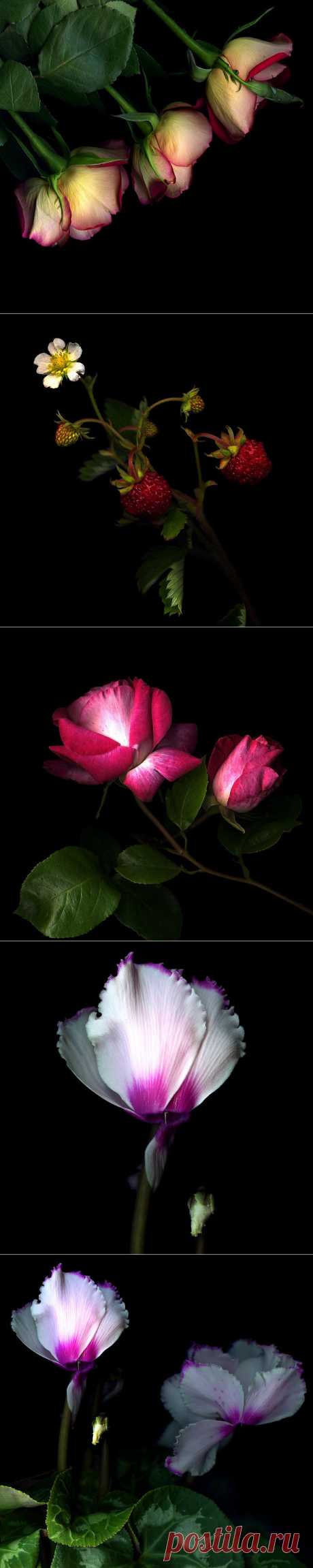 Красота на черном фоне..