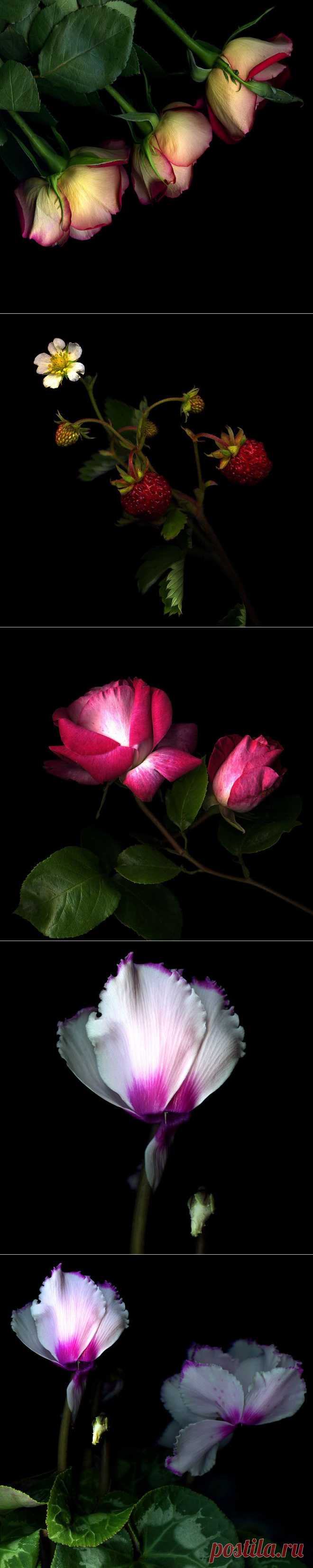 Красота на черном фоне..