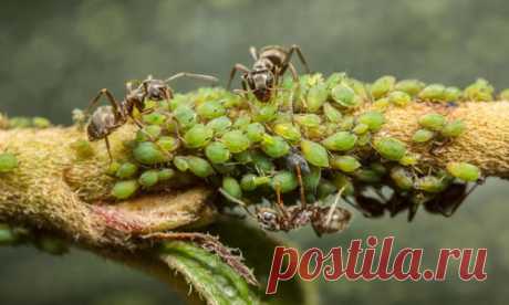 Внимание: розыск! За совершение серии преступлений, наносящих ущерб здоровью садовых и огородных растений, разыскивается банда преступников. Точная численность участников этой