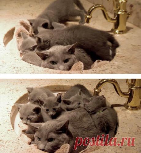 Такие заботливые мамы: Фотографии животных, которые немного устали от своих детёнышей