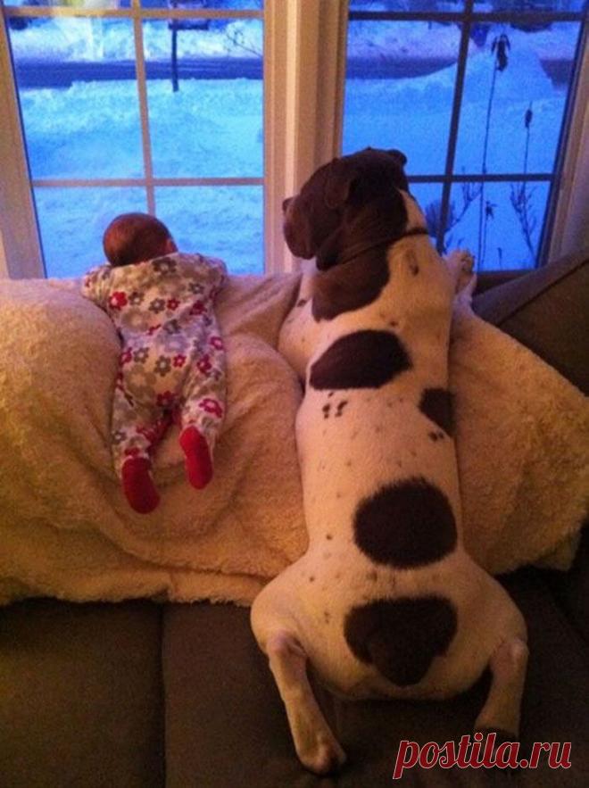 Маленькие дети и их большие собаки / fishki.net / Surfingbird.ru