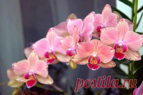 Фаленопсис: посадка и уход в домашних условиях, виды, сорта, фото