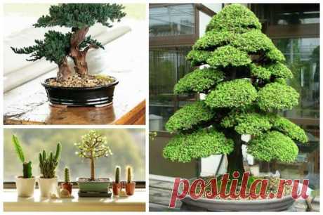 HelpMeGrow: Bonsai For Beginners  |  Pinterest