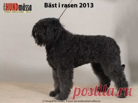BOUVIER DES FLANDERS Domare: CATALAN LUIS MANUEL CALADO, PORTUGAL    MÖRRIMÖYKYN ÅONA  Ägare: AARNIO ANTERO, FI-36600 PÄLKÄNE, FINLAND Uppfödare: AARNIO ANTERO, PÄLKÄNE, FINLAND