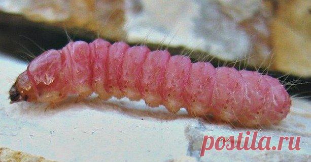 Красные черви в чесноке что делать | Мой сад и огород