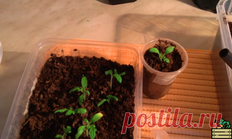 Рассказываю, что моя бабушка всегда добавляла в землю при посадке томатов и перца на рассаду. Растения были лучшими в деревне | Удачный урожай | Яндекс Дзен