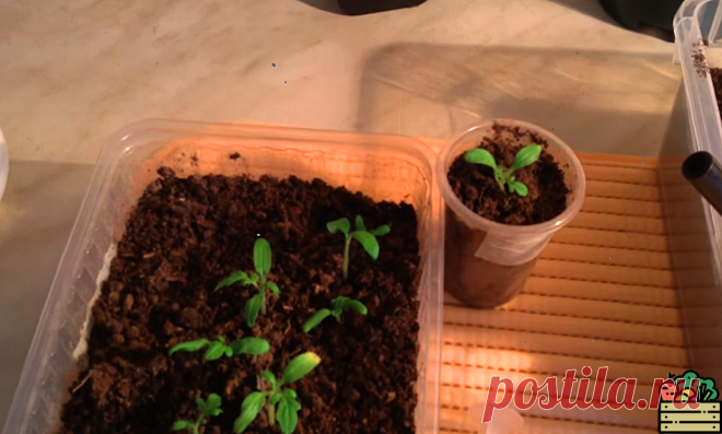 Рассказываю, что моя бабушка всегда добавляла в землю при посадке томатов и перца на рассаду. Растения были лучшими в деревне | Удачный урожай | Яндекс Дзен