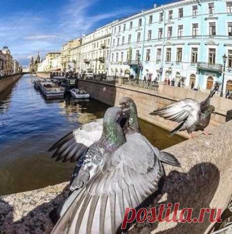 Поцелуи на Невском...